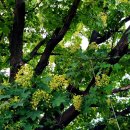 연꽃목장 이미지