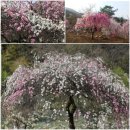 도화우체국 이미지