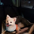 대전펫택시 이미지