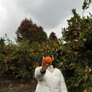 서호동-15 | 서귀포 제주킴스농장 귤창고 2월 귤따기체험후기