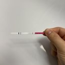 멍멍이 클럽 | 2025_51 / 연두 안녕?, 시몬스테라스점, 크리스마스 클럽쇼