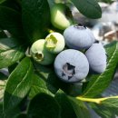 백일농장 이미지