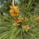 수곡초등학교 이미지