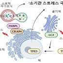 생명과학부 정용근 교수 연구팀 / 스트레스에 반응하여 세포 소기관들을 보호하는 새로운 기전들 발견 2024. 9. 26. 이미지