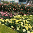 도당고등학교 | 부천 백만송이 장미축제 후기 🌹 개화 현황