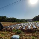 엔젤태양광발전소 이미지