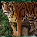 미래펫 동물병원 이미지