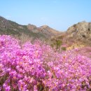 진달래화원 이미지