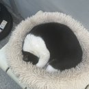 캬베츠 이미지