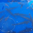 도계생선 이미지