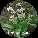 얼레지에 미쳐서~ 또 사버렸어요. 이미지