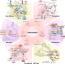 Re: chronic inflammation 통시적 탐구 이미지