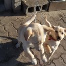 동네강아지 이미지