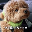 개귀여워 이미지