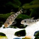 하천(금강3) 이미지