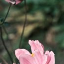 아네모네 이미지