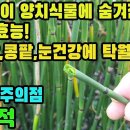 목적―간기능강화,노화방지,항암,시력증진,혈액순환촉진,혈압강하,심장기능강화,만성간염·황달형간염,눈질환,신우신염,요로결석,요도염,방광염,이 이미지