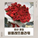 둔산북로 | 둔산 꽃집 비올레뜨플라워, 대전 여행 기념일 꽃다발 서프라이즈 후기