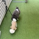 울산강아지유치원 졸리쇼 신정동 애견 유치원 등원 후기