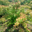 국수나무 이미지