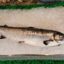 연어로만 이미지