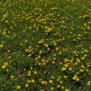 씨앤드래곤 | [평창] 당일치기 1편) 용평리조트 마운틴코스터 🌳숲속 롤러코스터 🌿 | 포토존 추천 | 탑승영상