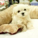 미스터독 이미지