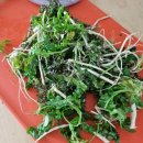 작은산 | 넷플릭스 '소금 지방 산 열' 감상 후기 (나의 작은 로망은 넓은 부엌에서 요리하는 것)