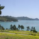 유채와바다 이미지