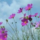 코스모스 이미지