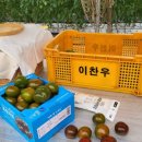 하남면사무소 | 화천흑토마토 원천상회 근처 호수마을 흑토마토 농산물사진찍기