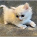 도그마루 고양이 강아지 무료분양 이미지