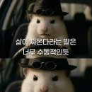 푸파 네이버블로그