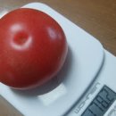 토마토 효능 칼로리 낮은 1등 다이어트 식품 이미지