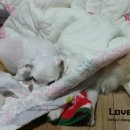 세나이불 네이버블로그