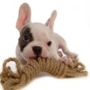 이삭애견훈련소 이미지