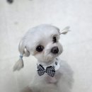 애견미용실 | (리뷰) 강북구 우이동 강아지 미용 잘하는 곳! ‘코코포레 애견미용실’ 후기