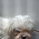 복이애견샵 이미지