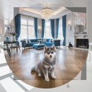 독립켄넬(소규모) | 폼스키 성견 후회 없는 선택을 위한 현실 점검