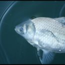 내촌낚시터 이미지