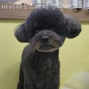 마이하우스퍼피 수원애견미용훈련 네이버블로그