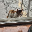 길고양이 춘향이가 고별 여행 떠났어요. 이미지