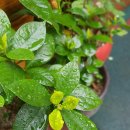 해맑은작은도서관 이미지