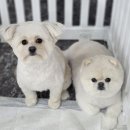 수 애견미용 이미지