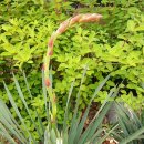 2025년 6월 3 ~4일 제21대 대통령 선거 인증샷. 능허대중학교 꽃 이미지