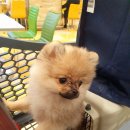 비치화이트애견펜션 이미지