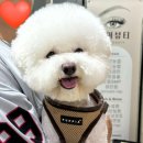 개르메스 이미지