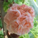 셀러스트 이미지