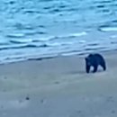 호랑이와 반달곰 이미지