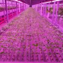 농업회사법인 우듬지팜㈜ 이미지